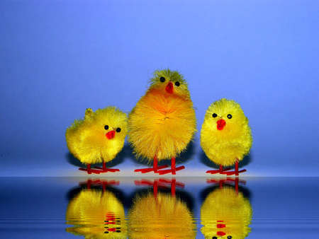 Three fledglings with reflexion