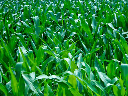 The young, green maize plants as a backgroundの写真素材