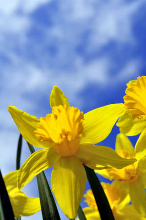 Beautiful, yellow daffodils and blue sky in the background.の写真素材
