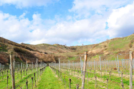 Vines in the spring sunの写真素材