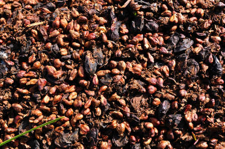 Dried oilcake as a natural background.の写真素材