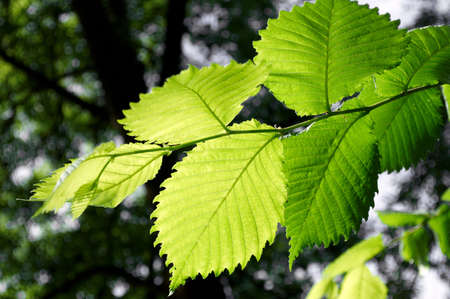 Green leaves on a summer dayの写真素材