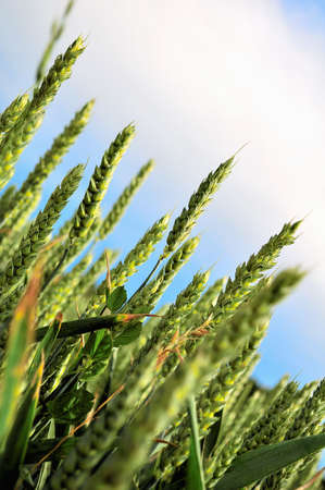 Barley field in summer