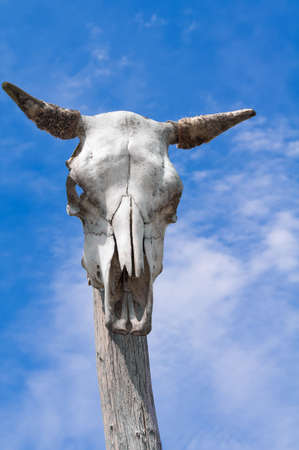 Animal skulls attached to a wooden stick and blue sky in the backgroundの写真素材