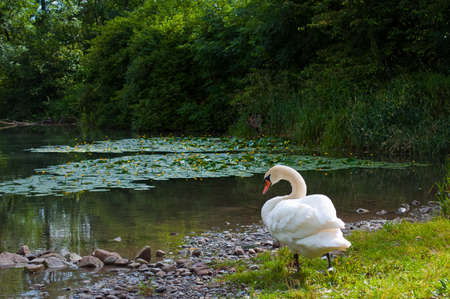 Lonely swan on the banks of a lakeの写真素材