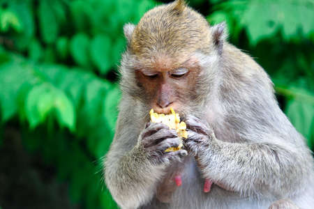 Monkey is eating corn that fed by travelersの写真素材