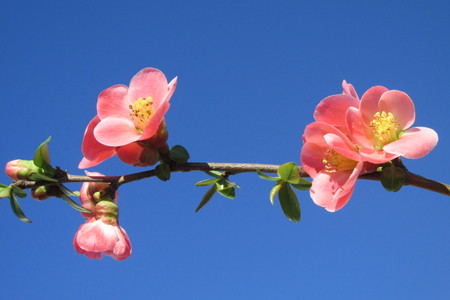 wild wild rose flowerの写真素材