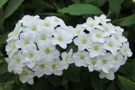 white flower 4