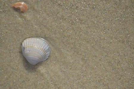 Shell in the sand