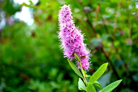 Purple flower