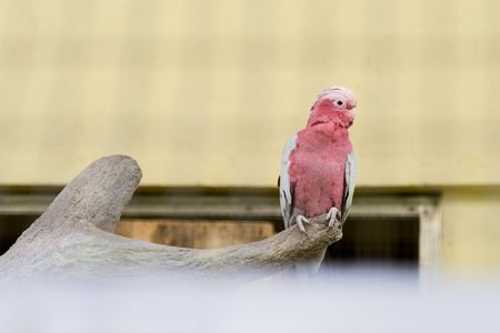 Parrots in birds park at Kuala Lumparの写真素材