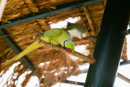 Little parrot in birds park at Kuala Lumpur