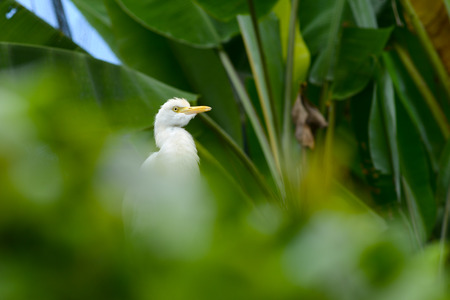White heron in birds park at Kuala Lumpurの写真素材