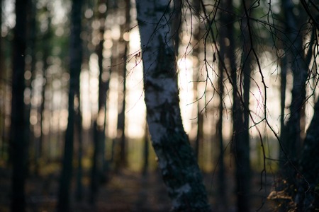 Beautiful sunset in the huge Russian forestの写真素材