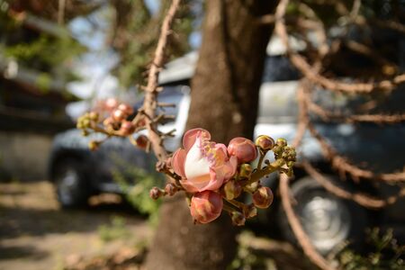 Beautiful tropical flowers, exotic nature of Thailandの写真素材