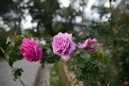 Beautiful tropical flowers, exotic nature of Thailandの写真素材