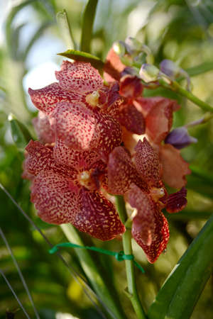 Beautiful tropical flowers, exotic nature of Thailand