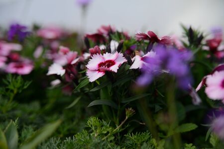 Beautiful tropical flowers, exotic nature of Thailandの写真素材