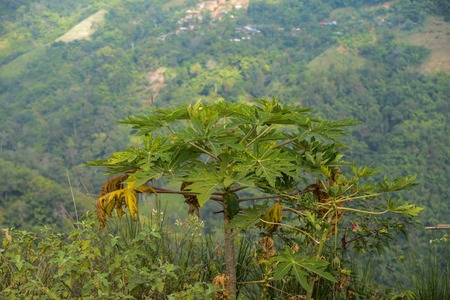 Traditional village in Nothern Thailand, southeast Asia