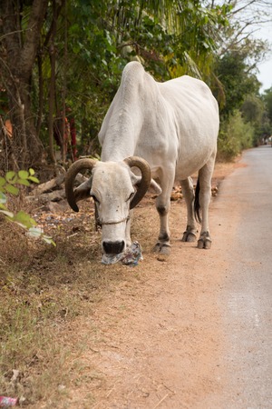 White buffalo on the road in Goa, Indiaの写真素材