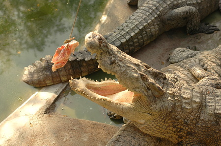 Frightening big crocodiles at farm in Thailandの写真素材
