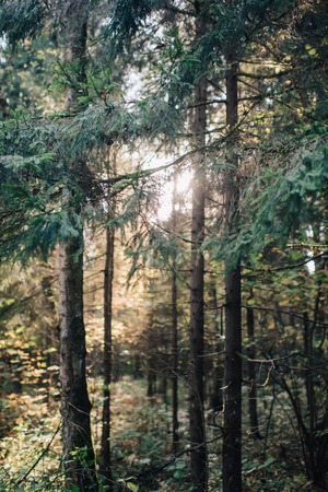 Love story of young couple at natureの写真素材