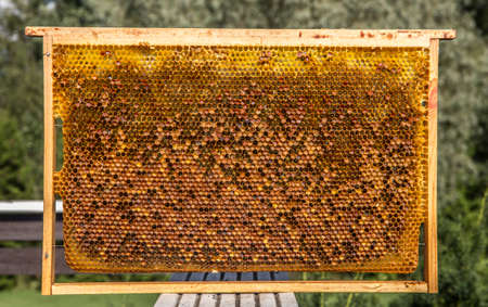 Alternative medicine, bee bread (fermented flower and plant pollen) granules inside frame.