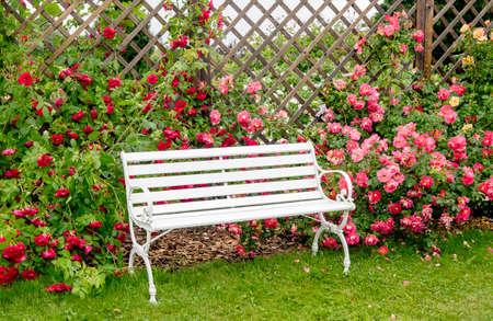 White romantic style park bench in lush colorful blossom rose garden in summer day. Brown wood mesh grid wall panel, plant hanger.の写真素材