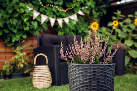 Selective focus on pink potted heather flower growing in black plastic rattan pot. On blurred...