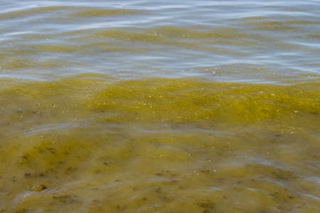 Blue-green algae, Cyanobacteria also known as Cyanophyta. Blossoming bacteria plant time in summer...