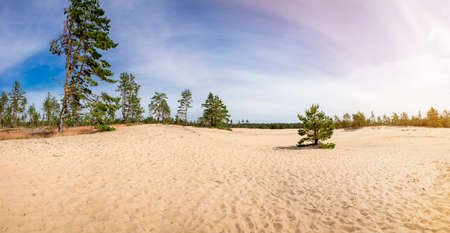 Kaibaldi nÃµmm, sandy area in Hiiumaa, Hiiu County Estonia. Pihla-Kaibaldi Nature Reserve, natural wonder in pine tree forest.の写真素材