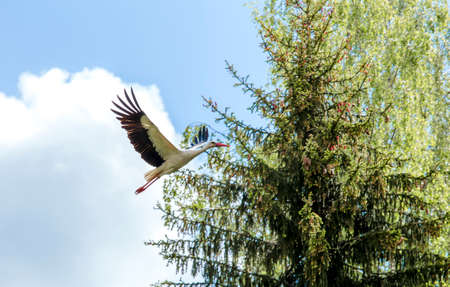 White and black white stork Ciconia ciconia fly up in the air outdoors in springtime.