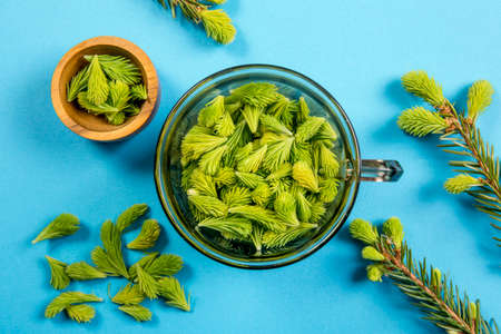 Using fresh raw young spruce tree (Picea abies) shoots for food and drink. Clear glass cup full of green soft spruce shoots on blue studio background. Conceptual alternative lifestyle.の写真素材
