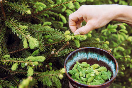 Close up view of woman person hand picking fresh young spruce tree (Picea abies) shoots for food...