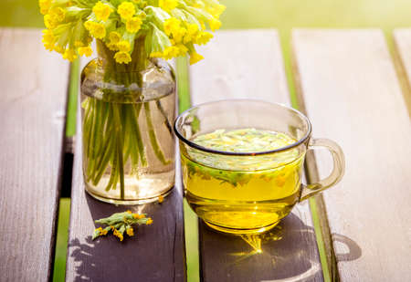 Cup of Primula veris tea (cowslip, common cowslip, cowslip primrose; syn. Primula officinalis Hill with fresh blossoms outdoors, green background. Alternative medicine concept.の写真素材