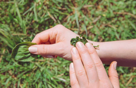 Person hand holding and healing wound with antibacterial plant mixture of Plantago major, broadleaf plantain, white man's foot, or greater plantain. Herbal medicine concept.の写真素材