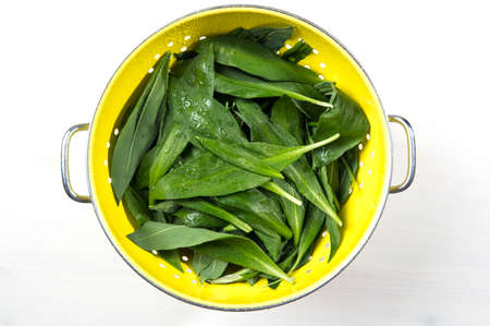 Allium ursinum known as wild garlic leaves with water drops in metal yellow kitchen sieve. Food...