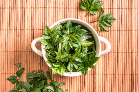 Using fresh young goutweed leaves for food in spring. Aegopodium podagraria commonly called ground elder, herb gerard, bishop's weed, gout wort. Top view of leaves in bowl, preparations.の写真素材