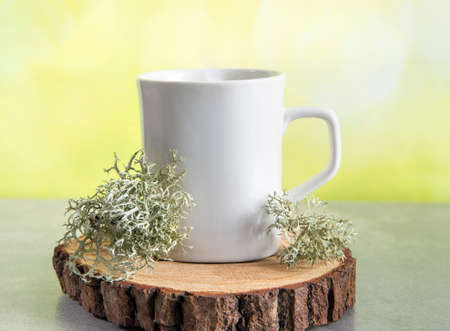 Grey reindeer lichen ( Cladonia rangiferina ) used to make herbal medicine tea drink. Lichen next to tea mug, copy space on green background.の写真素材