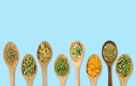 Lot of different dried medicinal herbs on wooden spoons in a line isolated on blue background. Copy space and room for text.の写真素材