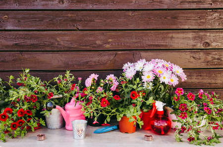 Lot of different pink blossom flowers in pots and different gardening tools on wood table, with brown wooden board background. Summertime in garden concept.の写真素材