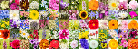 Collage mosaic of summer flowers blossoms in Europe. Lot of different color shape size flower blossoms in square pattern. Background concept.の写真素材