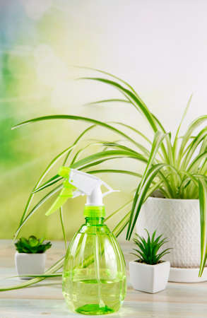 Focus on green bright water spray bottle and houseplant in big pot( Chlorophytum comosum, often called spider plant also known as airplane plant, St. Bernard's lily, spider ivy, ribbon plant.の写真素材