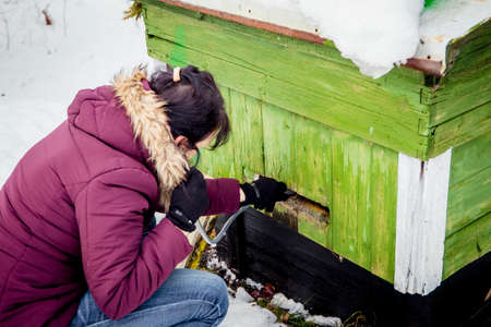 Woman beekeeper is listening honeybees with transparent hose tube, are bees surviving the winter and...