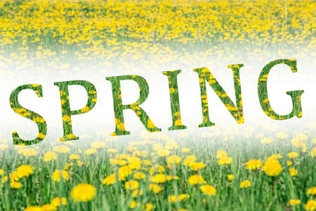 Text "spring" written on dandelion field background, design banner concept.の写真素材