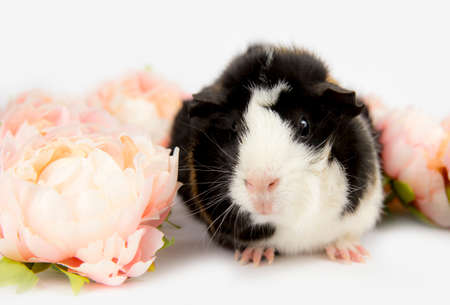 Multicolored domestic guinea pig (Cavia porcellus), also known as cavy or domestic cavy isolated on white. Abysinian.の写真素材