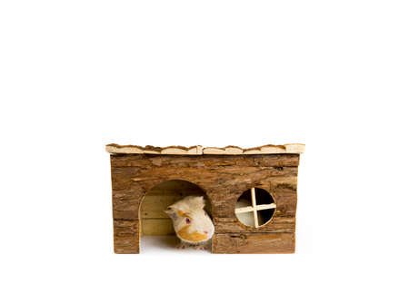 Cute young pet guinea pig peeking out of the wooden house, isolated on white. A lot of copy space.の写真素材