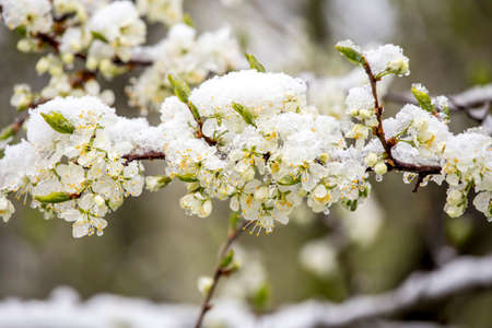 Sudden snowfall covering cherry tree blossoms with snow and ice in springtime in May, Northern Europe. Climate change concept.の写真素材