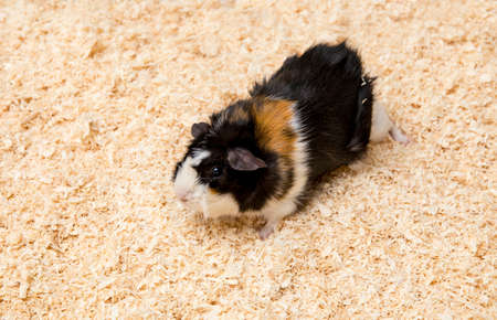 Multicolored domestic guinea pig (Cavia porcellus), also known as cavy or domestic cavy isolated wood sawdust. Abysinian style.の写真素材