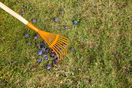 Using leaf rake to sweep old soft rotten gone bad plums together from green grass in garden.の写真素材